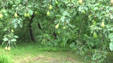 Armut ağacı dalı meyvelerini tam organik bahçe rüzgarda harekete. 4k
