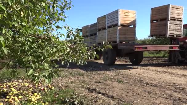 Tractor drive with wooden box full of apple harvest. 4K — Stock Video