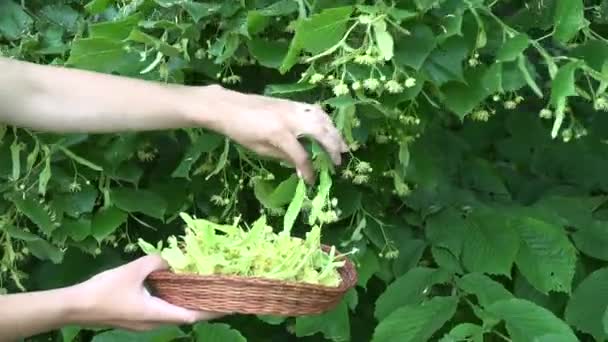 Mãos herbalist escolher ingredientes de chá de ervas para prato de vime de madeira. 4K — Vídeo de Stock