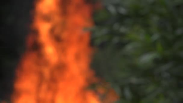 Floresta verde árvores em chamas no verão. 4K — Vídeo de Stock