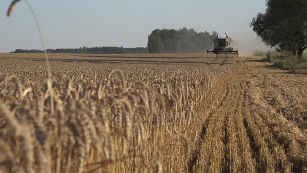 Focus change from thresher machine to ripe wheat plants. 4K — Stock Video
