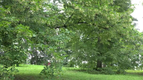 Большая липа в парке и велосипедист едет за деревом. 4K — стоковое видео