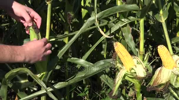 Agricultor mão verificando espiga de milho no campo de plantas de milho. 4K — Vídeo de Stock