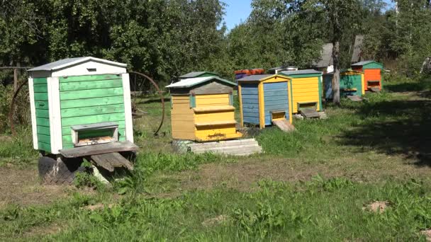 Bijenteelt bijenteelt. Kleurrijke bee bijenkasten in dorp tuin. 4k — Stockvideo