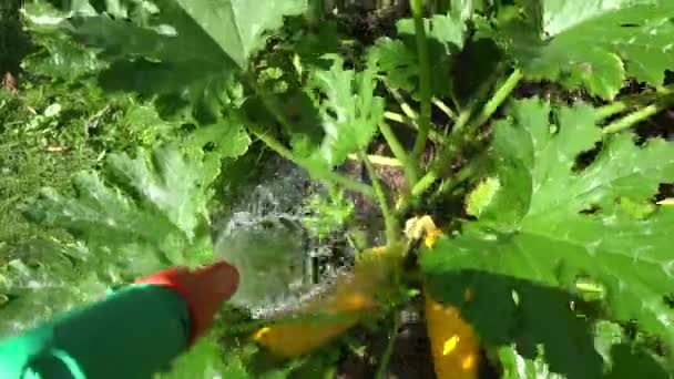 Mannenhand drenken rijp courgette groente- en blad tuin. 4k — Stockvideo