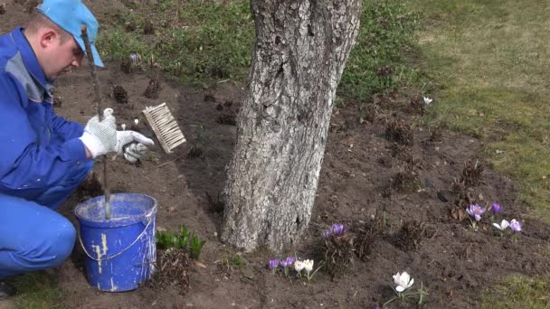 Agricultor homem misturar líquido cal em balde azul perto de árvore de frutas de maçã . — Vídeo de Stock