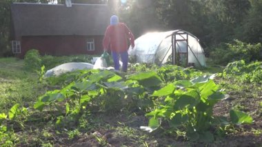 taze kabak ve kabak kendi Eko Bahçe Sulama adam. 4k