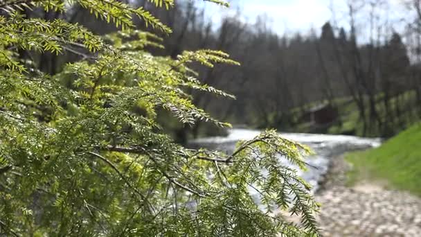 genévrier branche et réflexions sur l'eau courante de la rivière. 4K 