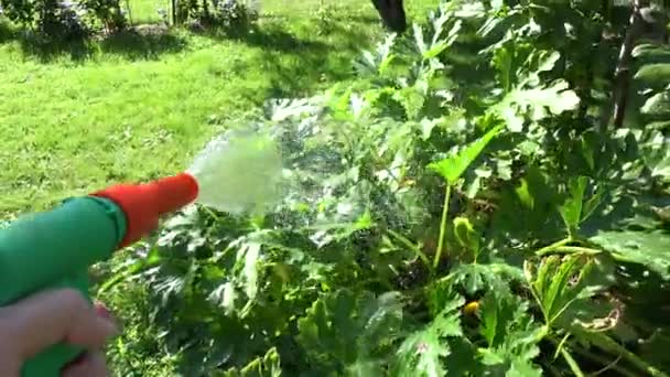 Mão do trabalhador do jardim com a ferramenta do pulverizador da mangueira de água que molha a planta vegetal do courgette. 4K — Vídeo de Stock