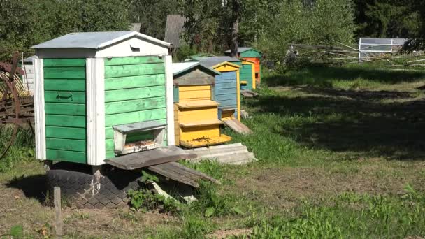 Бджоли летять до різнокольорових вуликів в літньому саду. 4-кілометровий — стокове відео