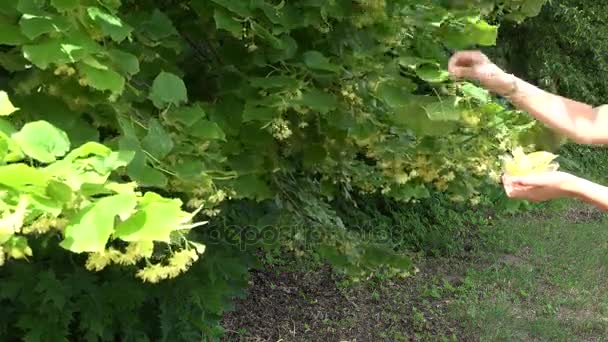 Жіноча рука вибирає жовту квітку липи в скляній мисці. 4-кілометровий — стокове відео