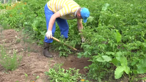 Un hombre con una pala rústica cava patatas en la cama del campo. 4K — Vídeo de stock