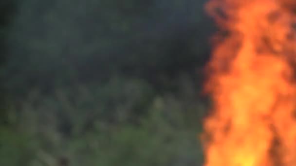 Llama de fuego borrosa hacer daño a la fauna y flora del bosque después de la sequía. 4K — Vídeos de Stock