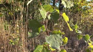 Donmuş genç ağaç parlak güneş ışığı altında sonbahar yaprak. El. 4k