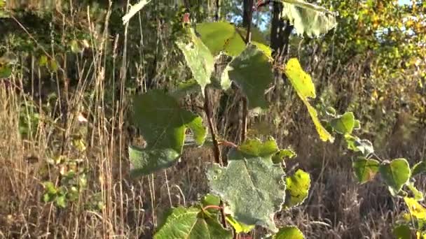 Fryst unga träd blad gloss i solljus under hösten. Handhållen. 4k — Stockvideo