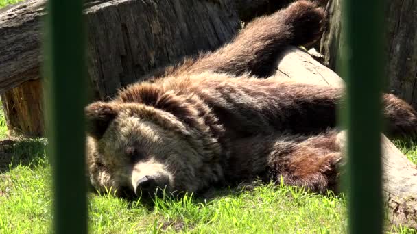 Pobre oso pardo acostado a la luz del sol en cautiverio en un día caluroso . — Vídeos de Stock