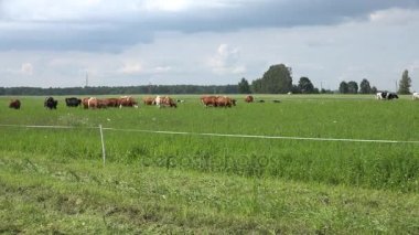 hayvan sürüsü mera yem inekler. Kırsal yolda araba. 4k