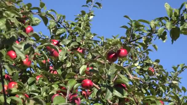 Le mele a cascata giacciono su terra e i rami degli alberi maturano frutti rossi. Abbassati. 4K — Video Stock