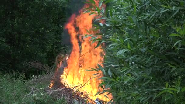 De grandes flammes de feu brûlant entre les arbres forestiers en été. 4K — Video