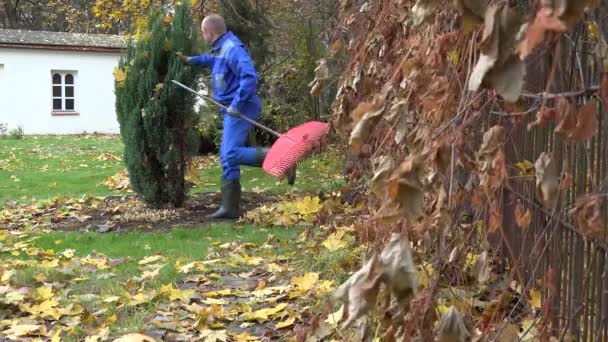 El hombre de ropa azul trabaja en el jardín de otoño. 4K — Vídeo de stock