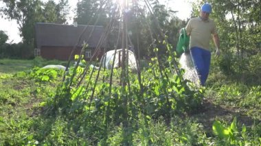 Bahçe Sulama fasulye dostum. Geçici iş bahçesinde. 4k