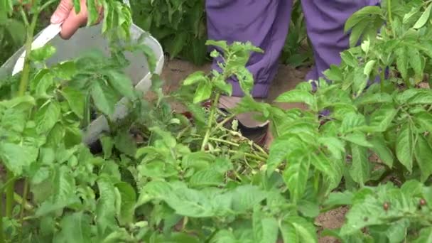 Vieilles mains de fermière cueillent des larves de ravageurs de plants de pommes de terre dans la ferme. 4K — Video