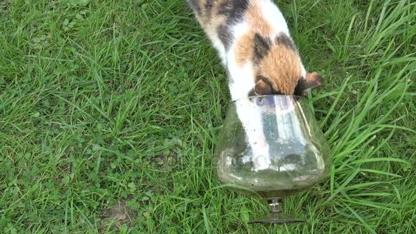 Chat capturé avec des griffes poissons dans un aquarium en verre dans l'herbe verte. 4K — Video