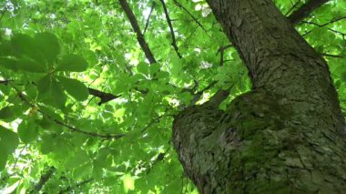 kestane ağacının gövde ve güneş ışığı yaprakları nüfuz. 4k