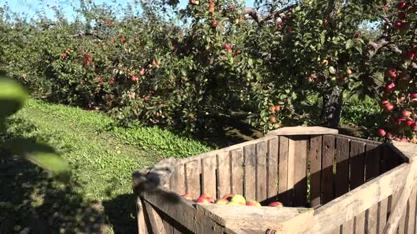 Контейнеры с яблоками и рядами фруктовых деревьев в саду фермы. 4K — стоковое видео