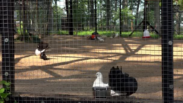 Various rare exotic birds living in zoo cage — Stock Video