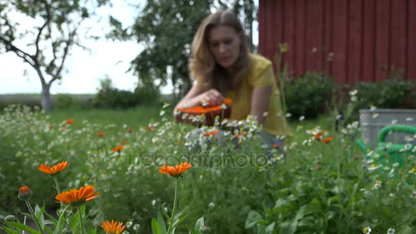 Flores de caléndula caléndula florece. Mujer feliz recogiendo hierbas. 4K — Vídeo de stock