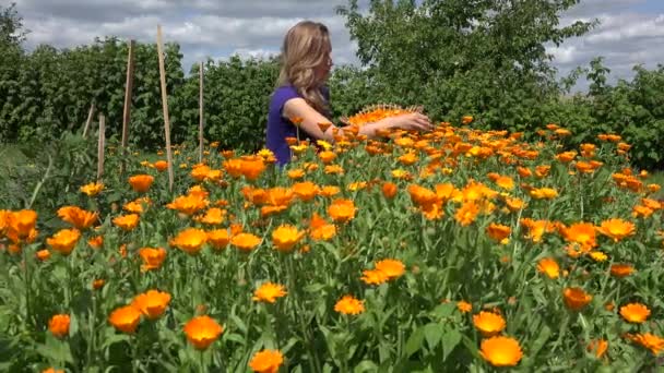 Herbalist bonde kvinna skörd marigold ört blommar i plantation. 4k — Stockvideo