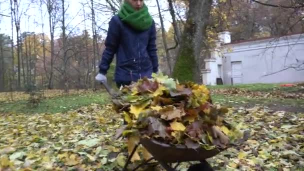 Kvinnan bär bladen i skottkärra. Höstens arbete i trädgården. 4k — Stockvideo