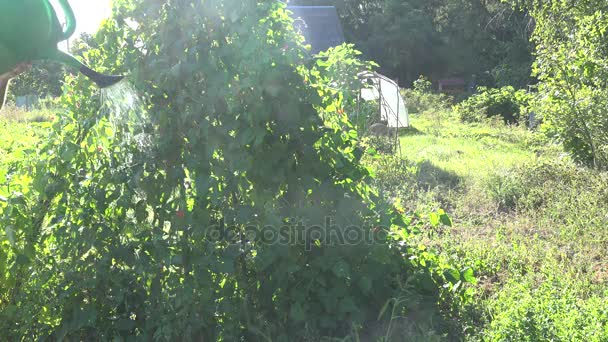 农夫男孩在短裤浇灌豆豆科植物在庭院里与绿色浇灌的罐头。4k — 图库视频影像