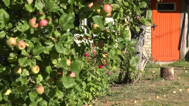 Jabloň s ovocem a domácí oranžové malované dveře v létě. 4k — Stock video