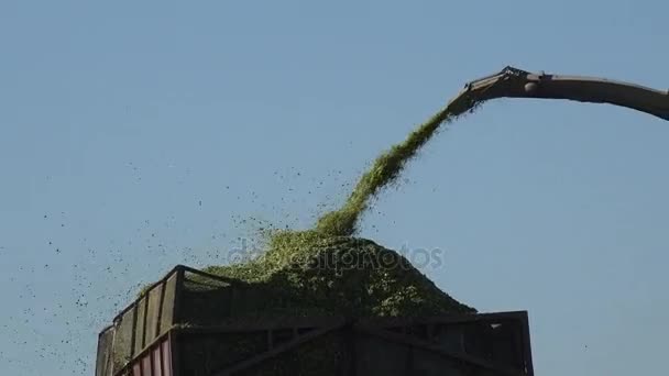 Colheita de milho. Trabalho sazonal em terras agrícolas no Outono. 4K — Vídeo de Stock