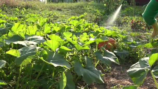 Cowboy cultivador hombre pulverización de verduras de calabaza en la granja. Primer plano. 4K — Vídeos de Stock