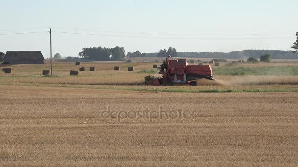 Boerderij combineren dorsen tarwe graan veld oogsten in de zomer. Panorama. 4k — Stockvideo