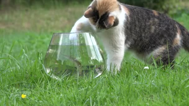 Charmant chat attraper des poissons dans un bol en plastique avec de l'eau et courir. Gros plan. 4K — Video