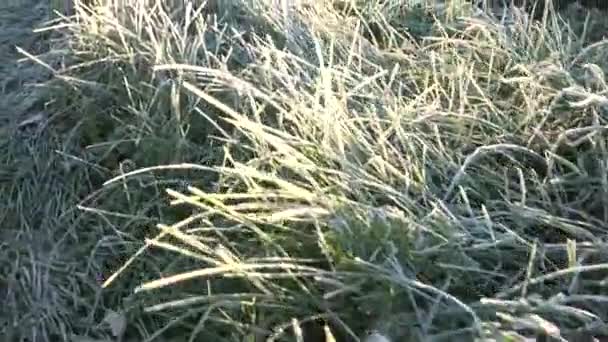 tige d'herbe givrée avec rime au petit matin froid d'automne. 4K 