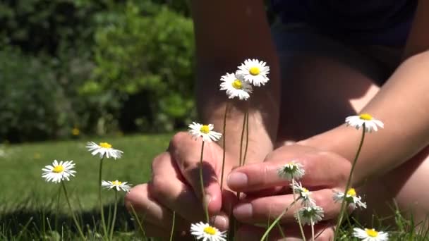 Las manos de mujer recogen pequeñas flores de margarita del césped. 4K — Vídeos de Stock