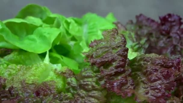 Органические листья салата. Здоровое питание. turntable — стоковое видео