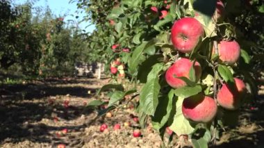 Orchard olgun elma ve meyve ile konteyner ile patlama. Odak değiştir. 4k