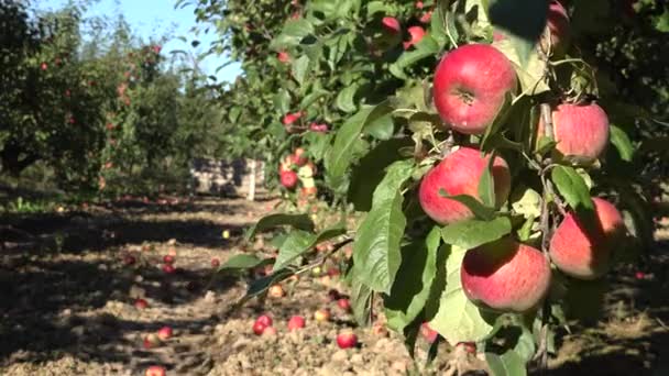 Οπωρώνα γεμάτη με ώριμα μήλα και δοχεία με φρούτα. Αλλαγή της εστίασης. 4k — Αρχείο Βίντεο
