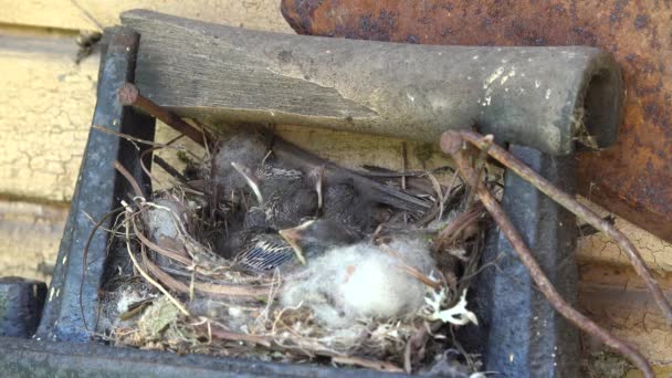 Gefleckter Fliegenfänger, der junge Küken im Nest auf einem Retro-Eisenwerkzeug hält. 4k — Stockvideo