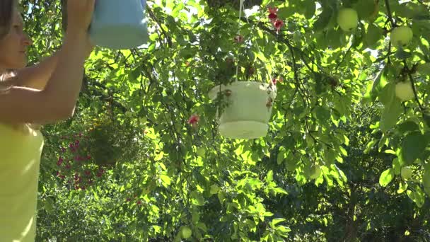 Aantrekkelijke vrouwelijke water bloemen in potten op fruitboom met blauwe gieter. 4k — Stockvideo