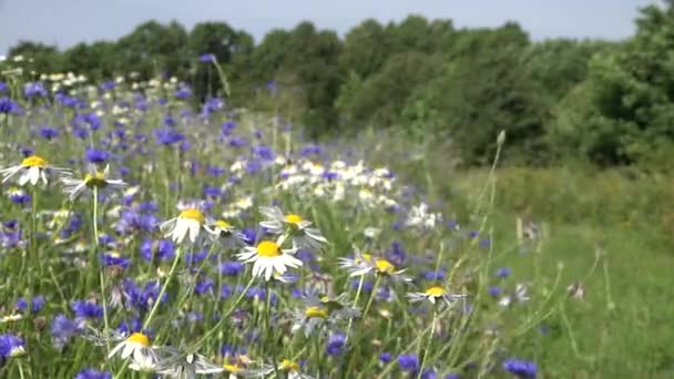 Flores de margarita se mueven en el viento en el campo de aciano. 4K — Vídeo de stock