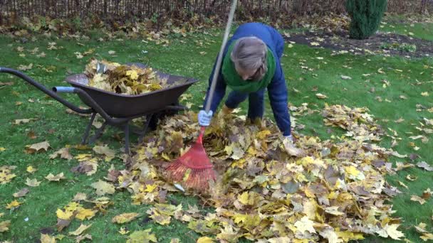 Kvinnan sätta torr lönnlöv i en skottkärra i gården. 4k — Stockvideo