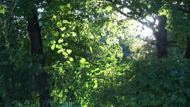 Insectos volando a la luz del sol. Árbol y hojas de plantas enredaderas. 4K — Vídeo de stock