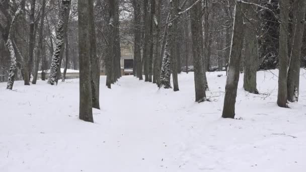 Allée des tilleuls en hiver et chute de neige dans le parc. Zoom avant. 4K — Video